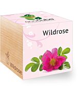 Ecocube Wildrose
